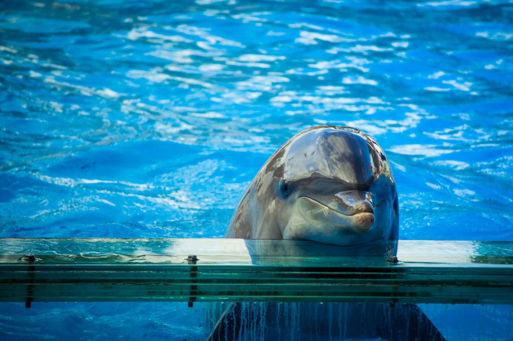 Piden la creación del primer Santuario de Delfines