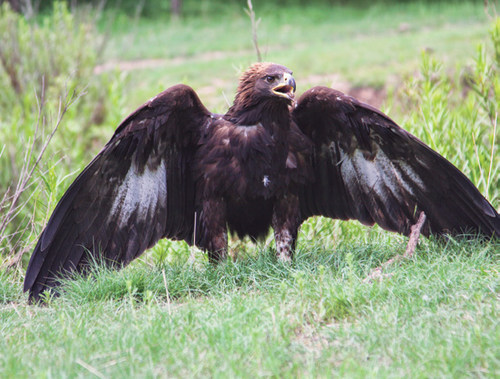 El águila real en San Luis Potosí, un vuelo de esperanza - Prensa Animal
