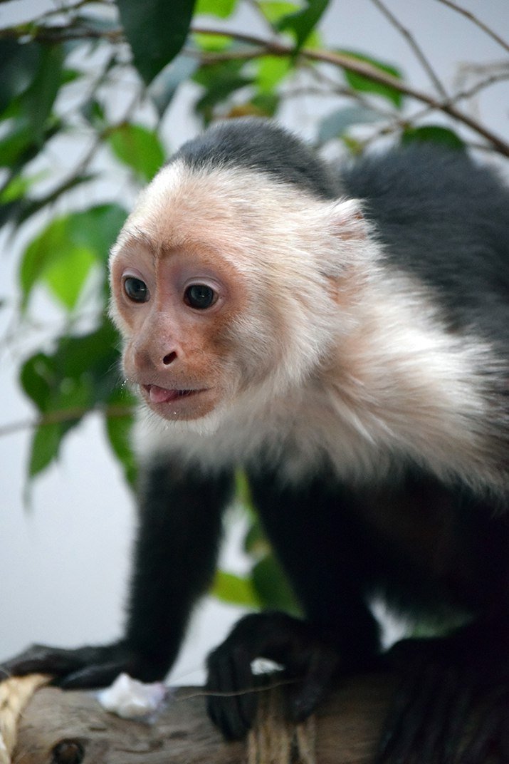 Mono Capuchino Recupera Peso Y Esta Saludable Continuara En Cuarentena Prensa Animal