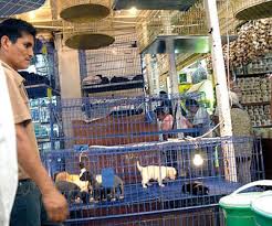 CDMX prohibirá venta de animales vivos 
