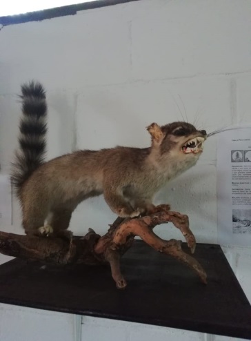 Asegura Profepa 13 ejemplares vivos y 18 taxidermias de fauna silvestre en reserva ecológica comunitaria de San Nicolás Totolapan, en la CDMX - Prensa Animal Asegura Profepa 13 ejemplares vivos y 18 taxidermias de fauna silvestre en reserva ecológica comunitaria de San Nicolás Totolapan, en la CDMX - Prensa Animal
