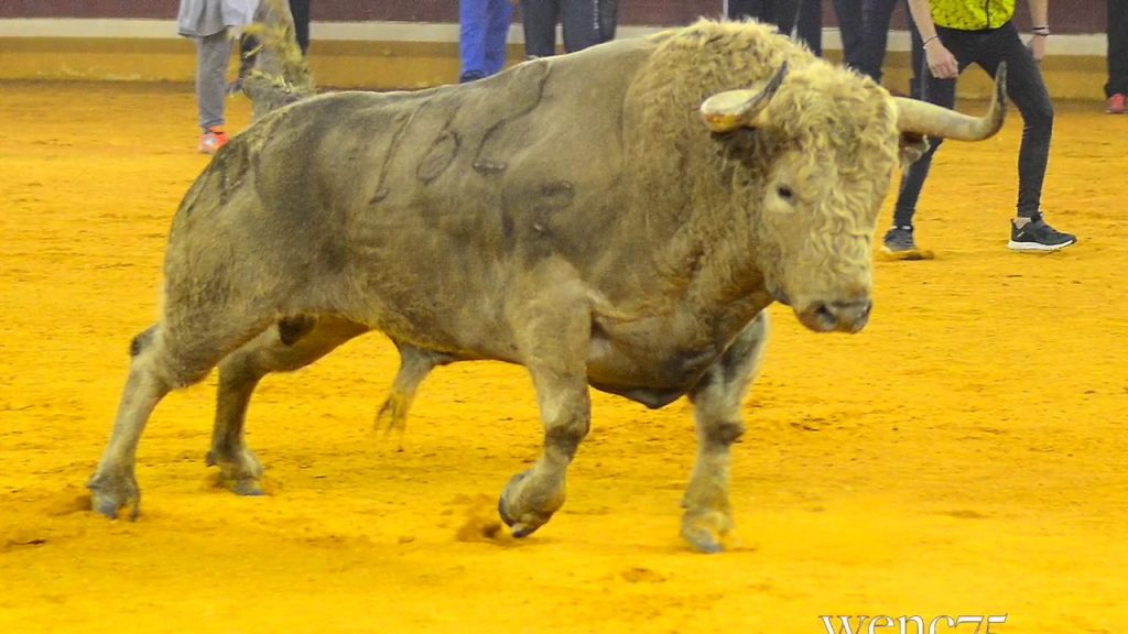 Suspenden de forma provisional las corridas de toros 