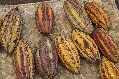 Resaltan contribución del cacao a la alimentación mundial