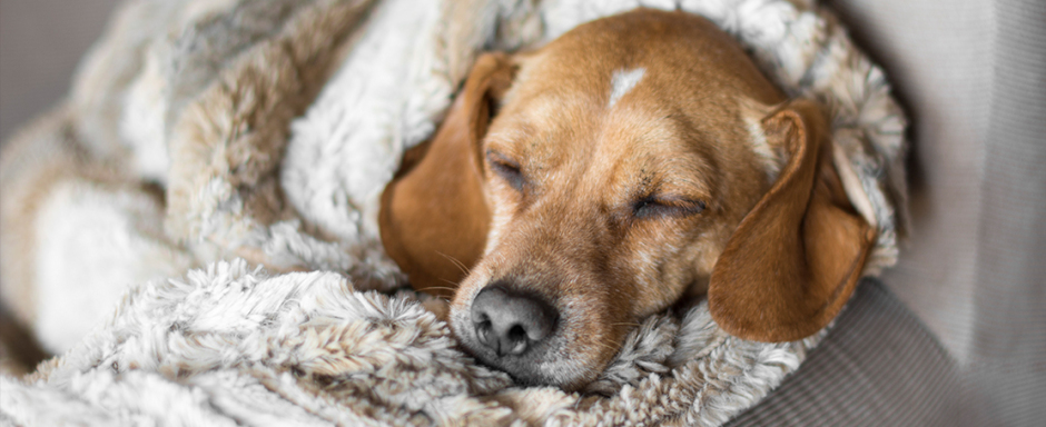 Recomendaciones para tus perros y gatos ante el frío