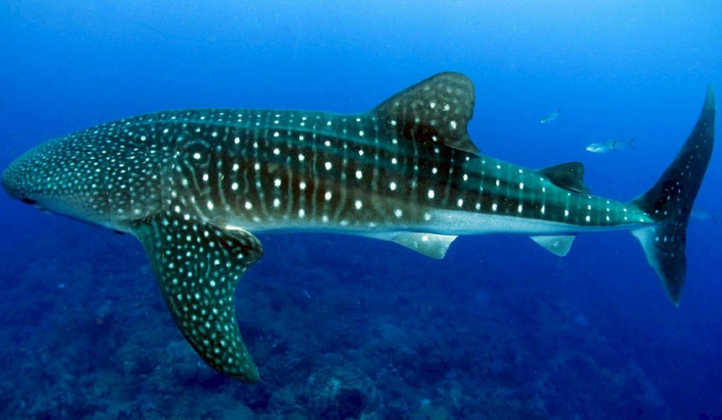 CITES protegerá a los tiburones ballena amenazados