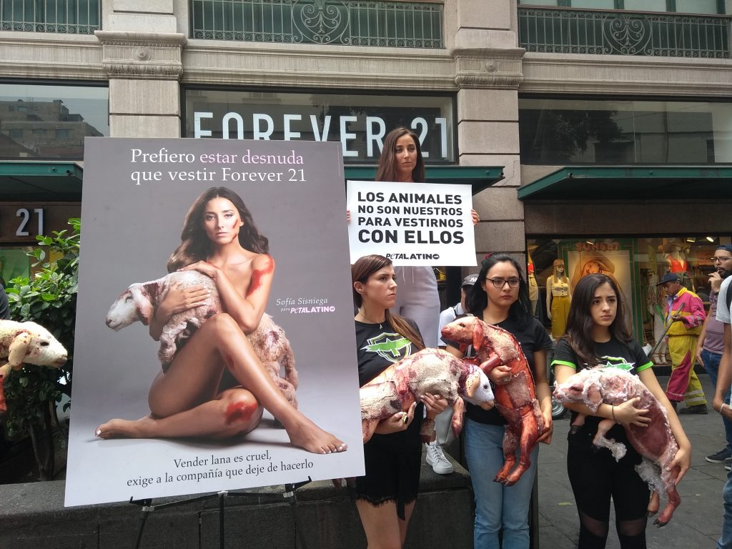 La actriz Sofía Sisniega protesta frente a tienda que vende prendas hechas  con lana de ovejas - Prensa Animal