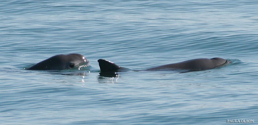 La población de vaquita marina se mantiene estable 