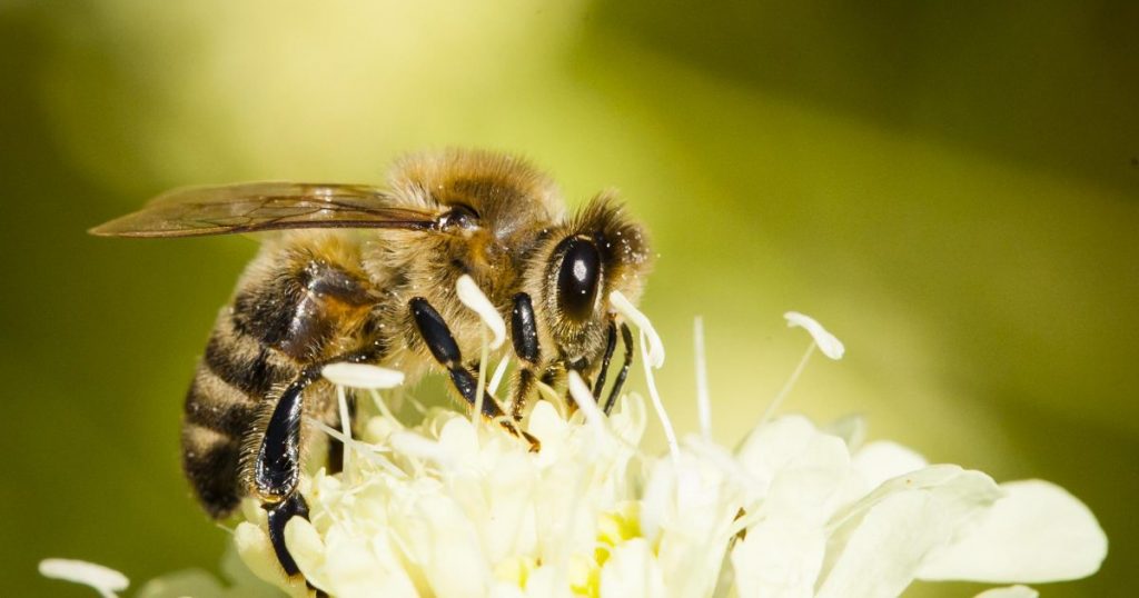 Científico descubre nueva especie de abeja en granja 