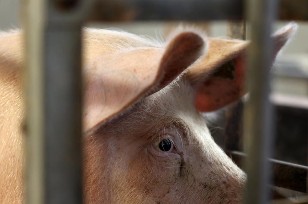 Walmart Animal Welfare Photos All