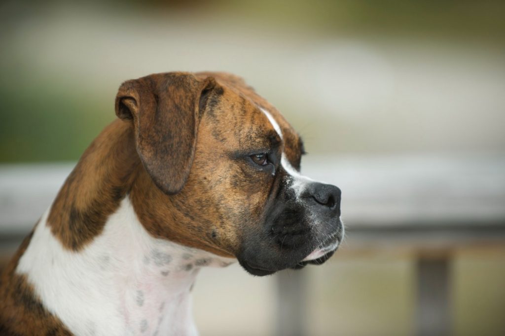 Reconocen inclusión de animales en la Constitución 