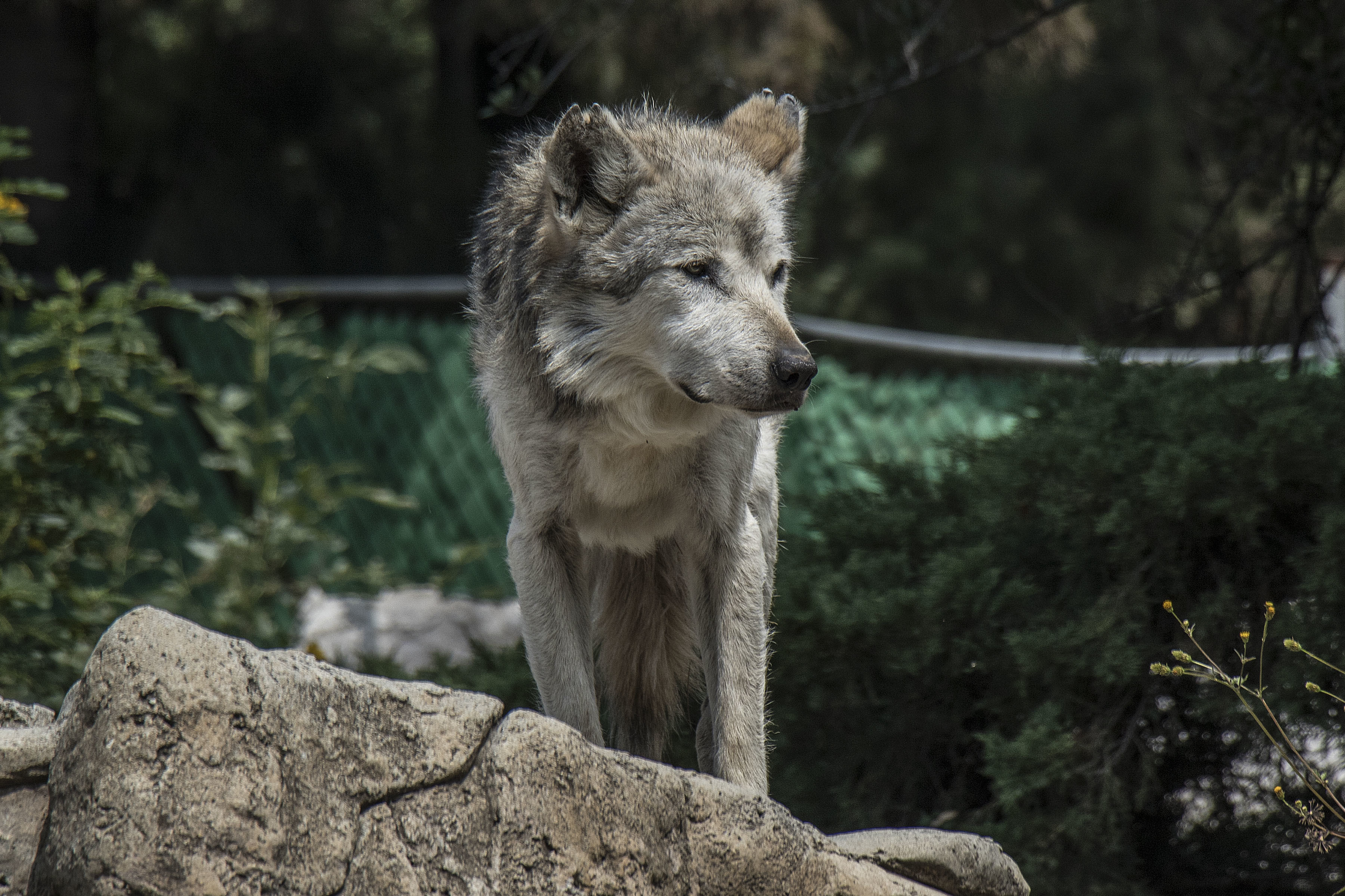 Sheep, el lobo mexicano más longevo de su especie - Prensa Animal