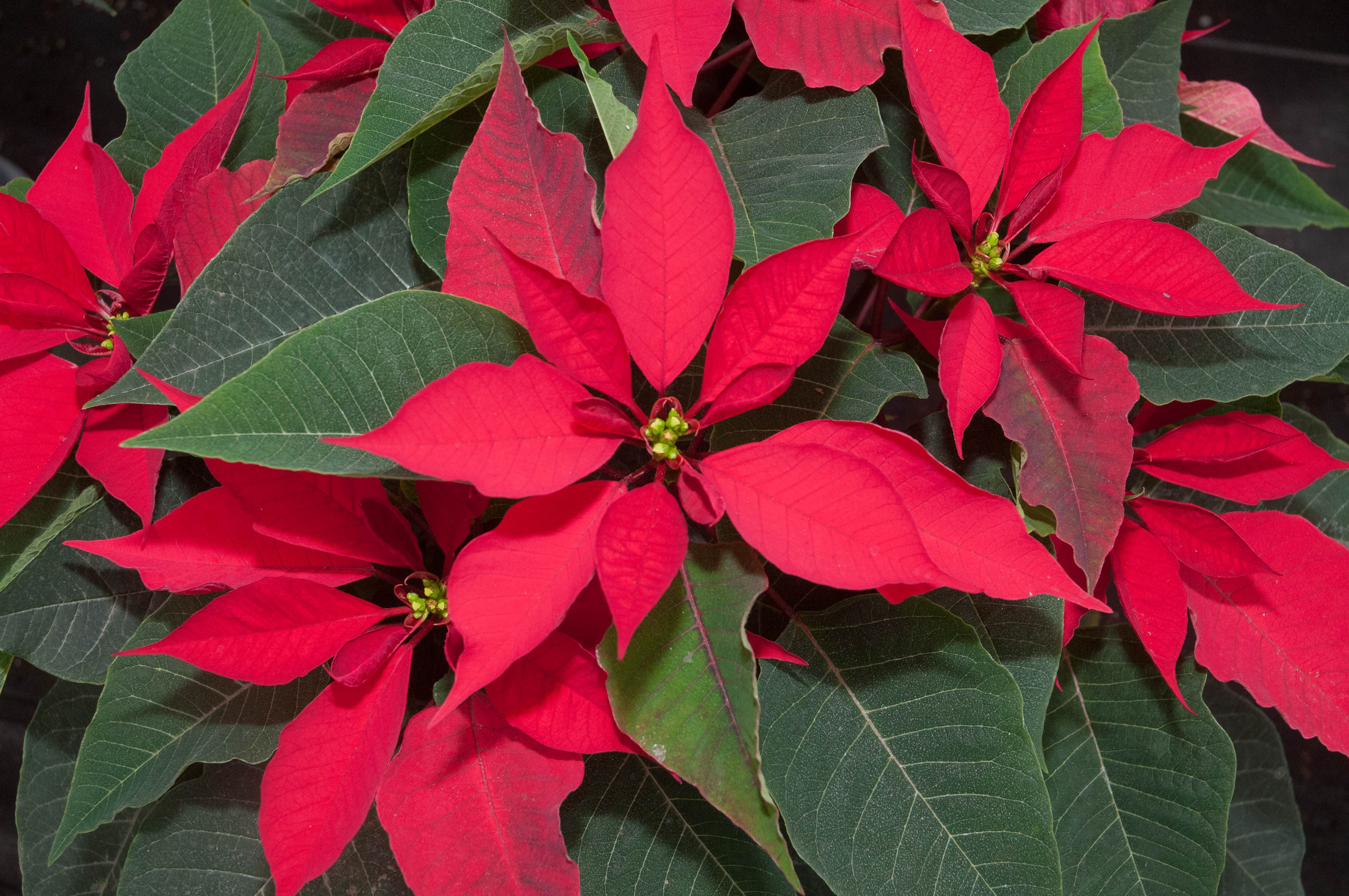 La Flor De Nochebuena