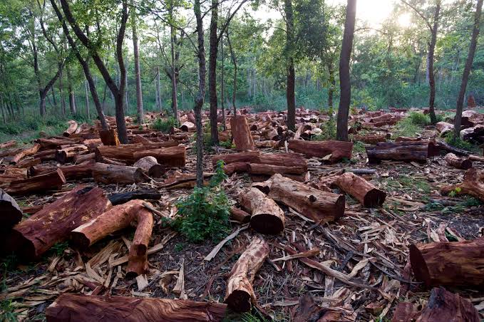 México se sumó a la  Declaración sobre bosques