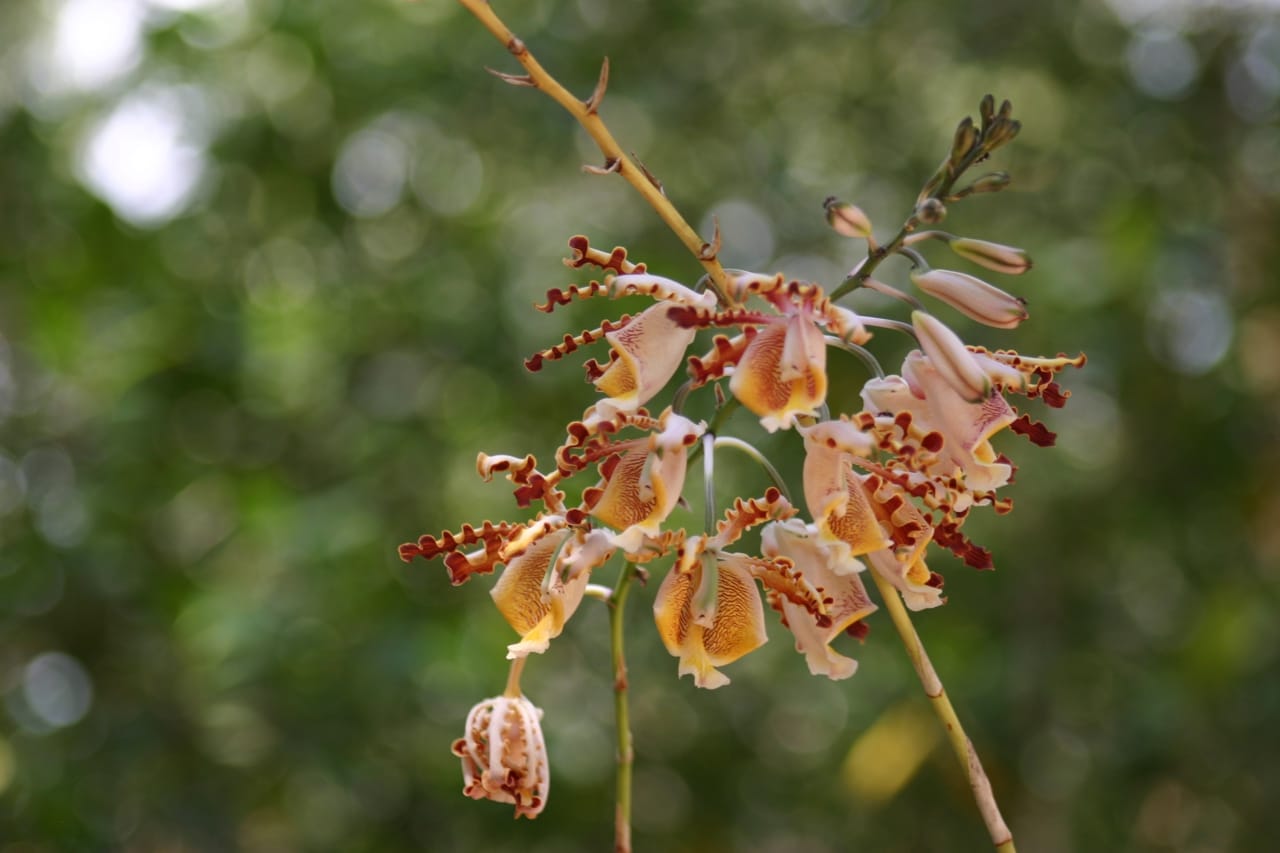 Recuperó Profepa más de 2 mil ejemplares de orquídeas en 2019 - Prensa  Animal