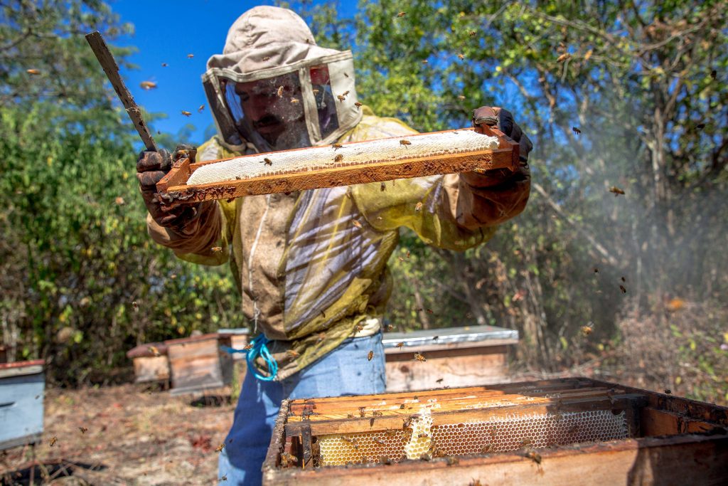 Emiten NOM 004 para impulsar apicultura