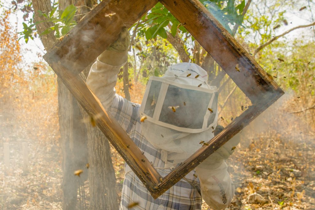 Emiten NOM 004 para impulsar apicultura