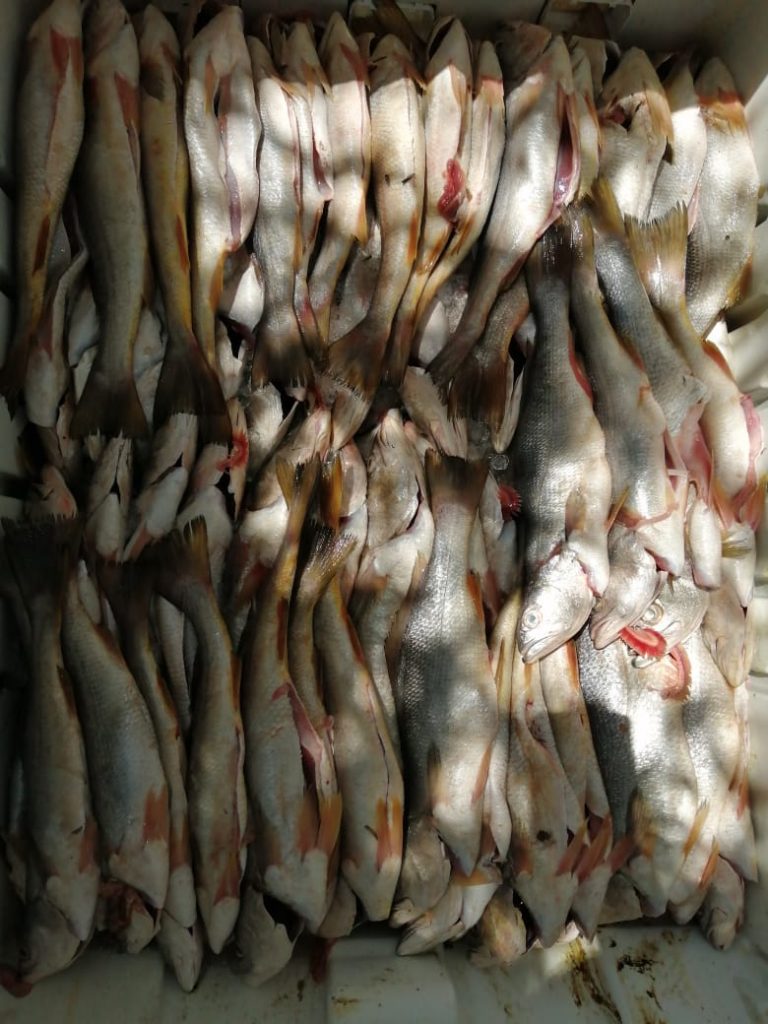 Sader autoriza pesca de curvina en el Alto Golfo de California