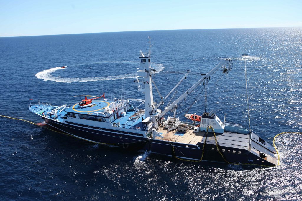 Conapesca autoriza pesca de atún azul