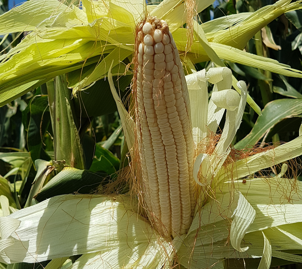 Se buscan las mejores recetas hechas con productos de milpa - Prensa Animal