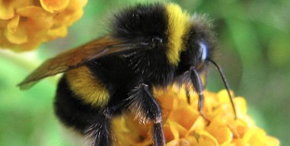 Científico descubre nueva especie de abeja en granja 