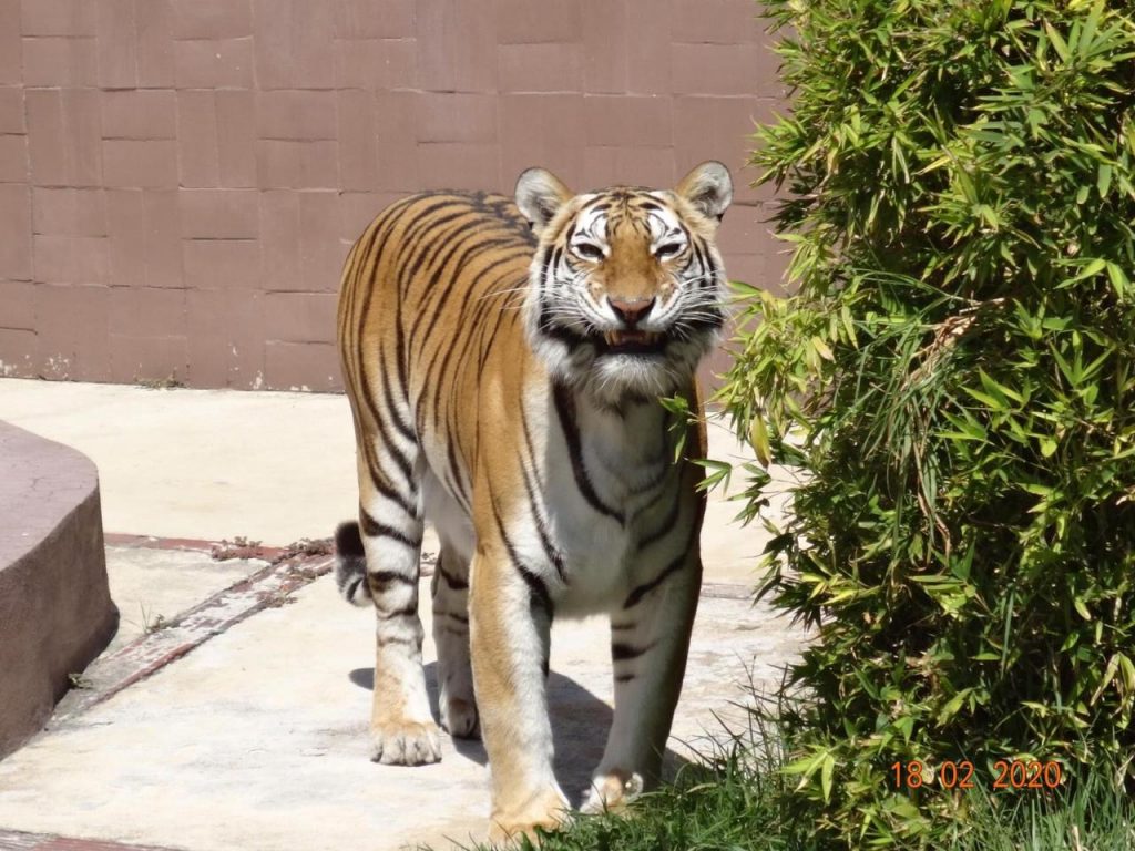 Urge conocer protocolos de protección a los felinos del Zoológico