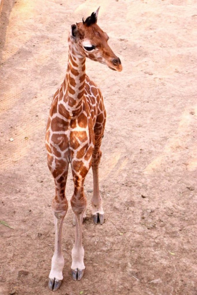 Bebé jirafa que nació en Zoológico de Chapultepec se llamará Valentino