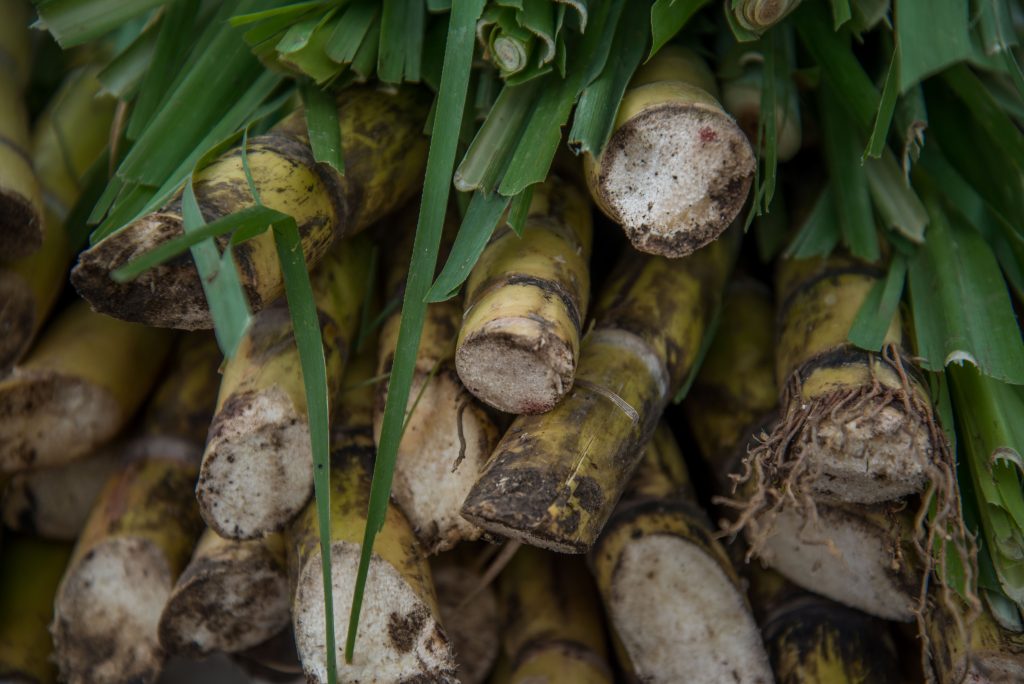 La producción de alimentos es actividad esencial 