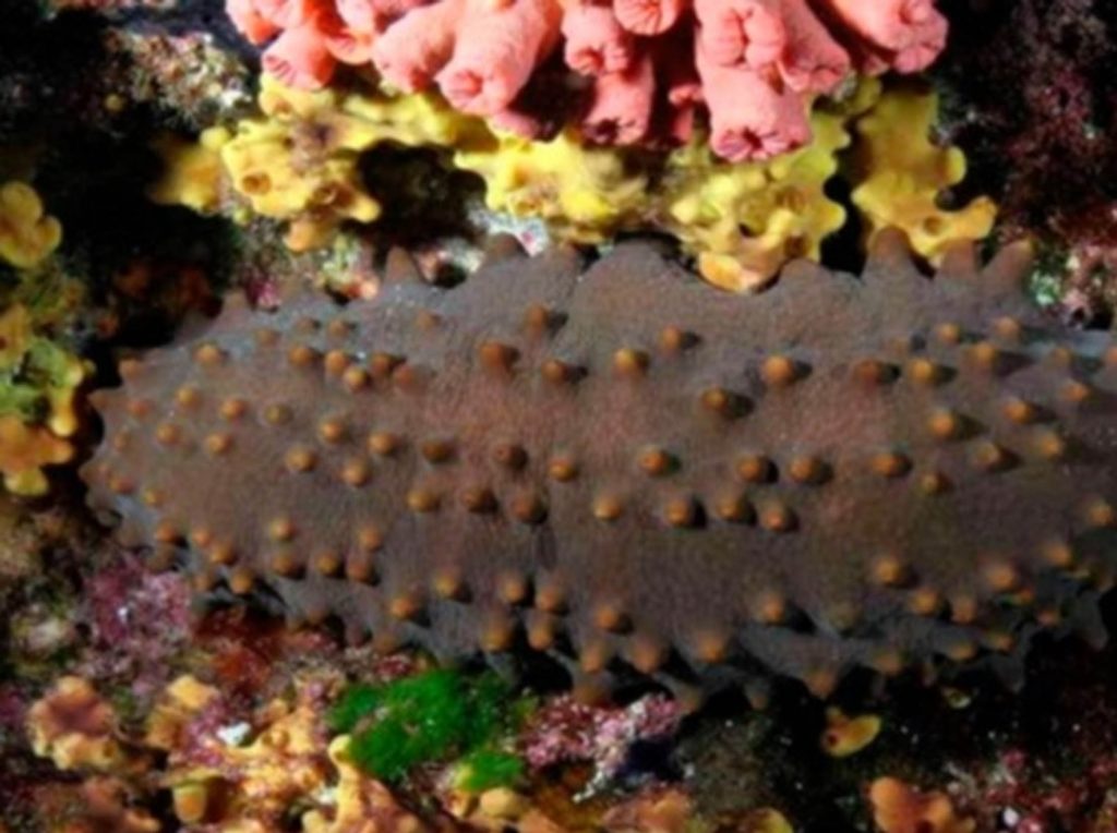 Los pepinos de mar existen en el planeta desde hace 400 millones de años 