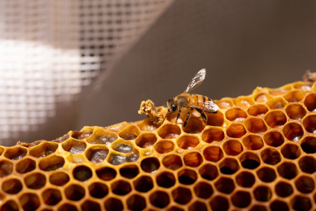 Senasica llama a productores apícolas a proteger sus abejas
