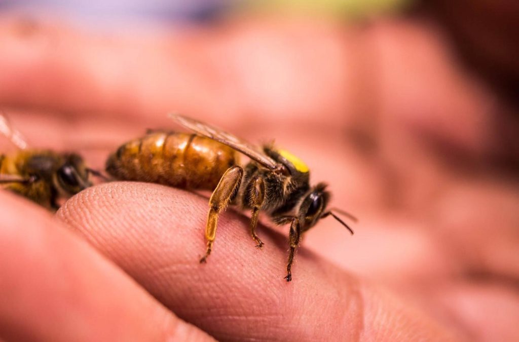 Las abejas son indispensables para el ecosistema 
