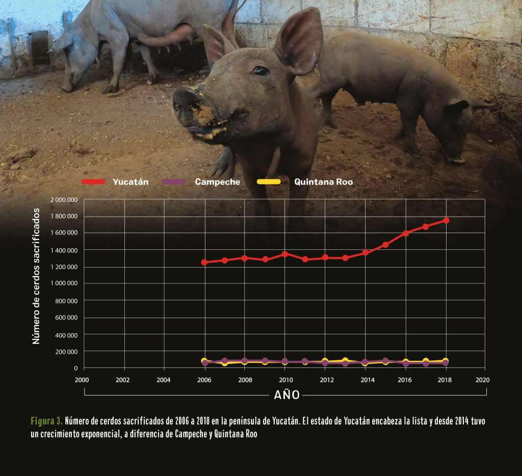 Las granjas industriales de cerdos contaminan áreas protegidas