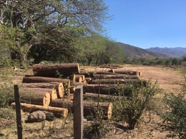 Profepa contabilizó 245 piezas de madera de pino