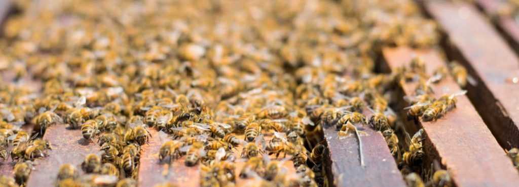 Las abejas y la miel estarán protegidas bajo la NOM 004