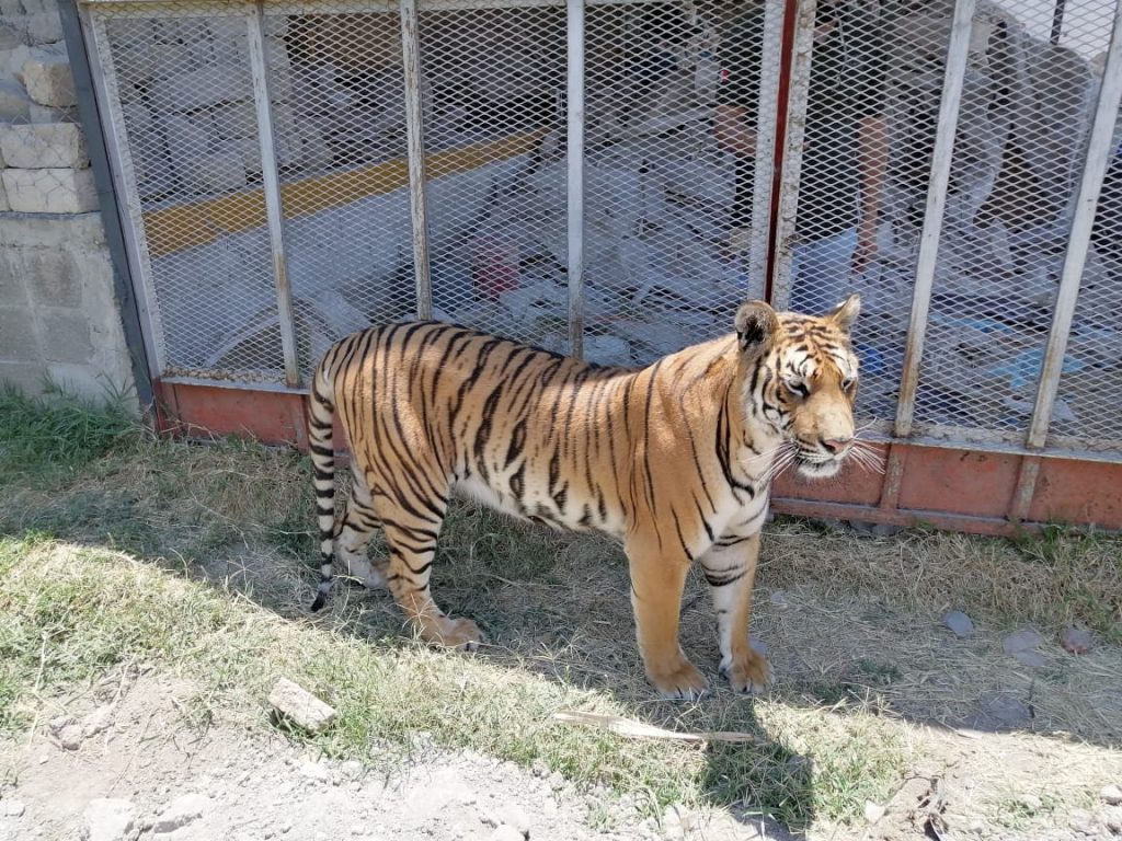 Profepa detectó que dos tigres no tenía legal procedencia 