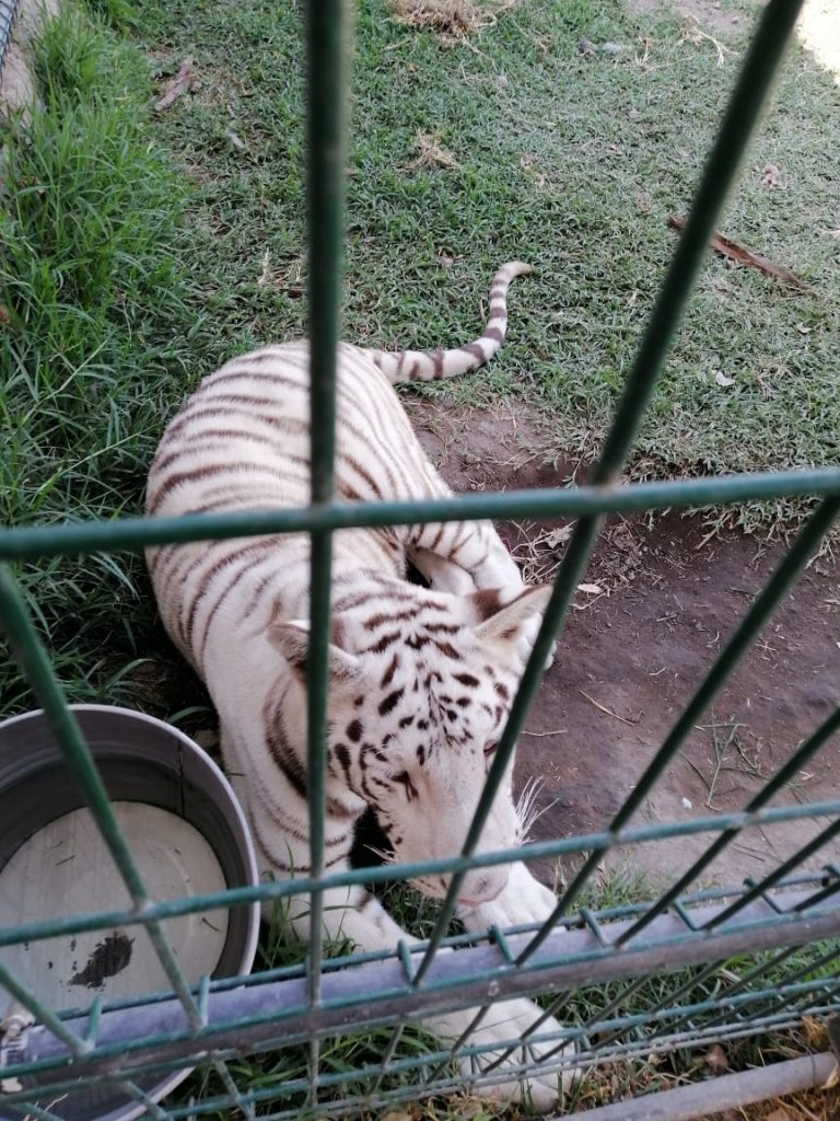 En las redes sociales, Profepa detectó a dos tigres 