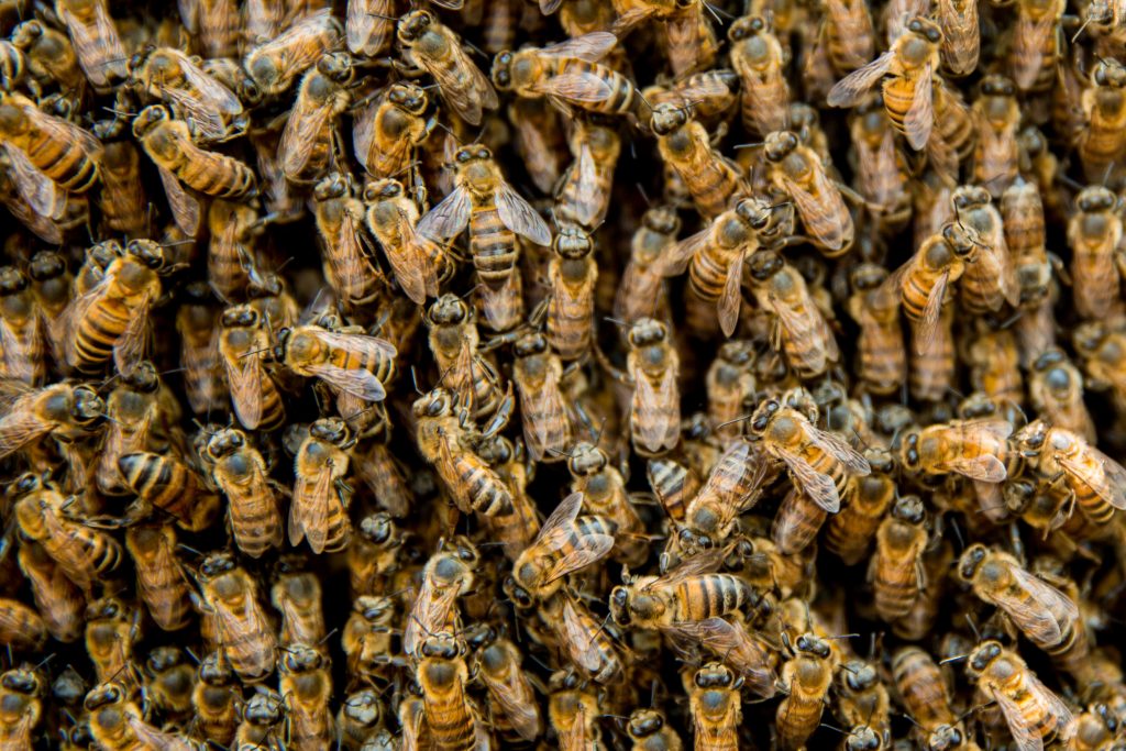 Desarrollan investigaciones para aprovechar las abejas