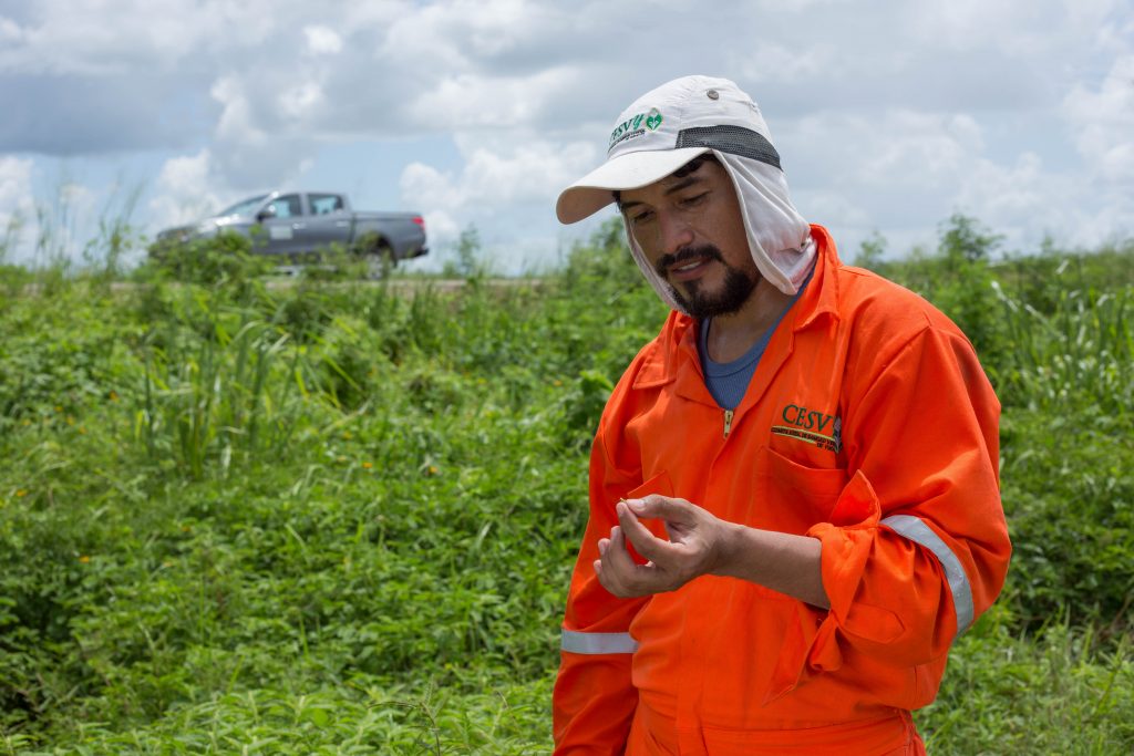 Destinan 25 millones de pesos para proteger cultivos de la langosta 