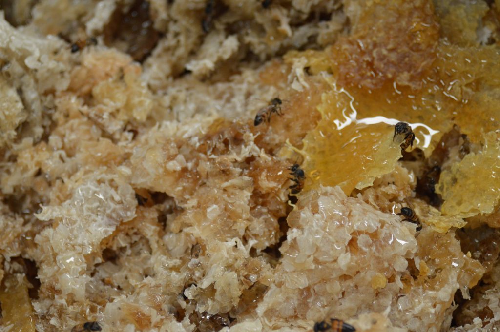 Entre la producción de alimentos orgánicos resalta la miel