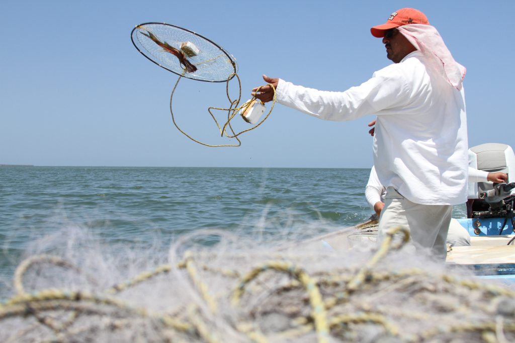 Levantan veda de jaiba en los litorales de Sonora y Sinaloa 