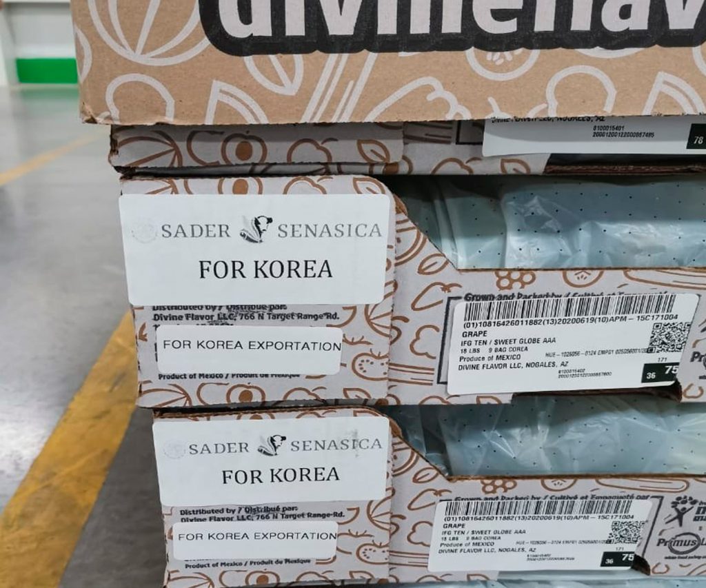 Inicia exportación de uva de Sonora a Corea del Sur 