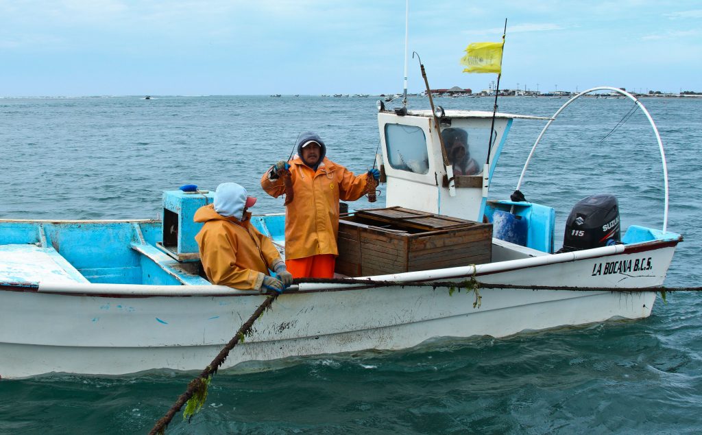 Langosta estará a merced de 6 mil pescadores Golfo de México y Caribe 