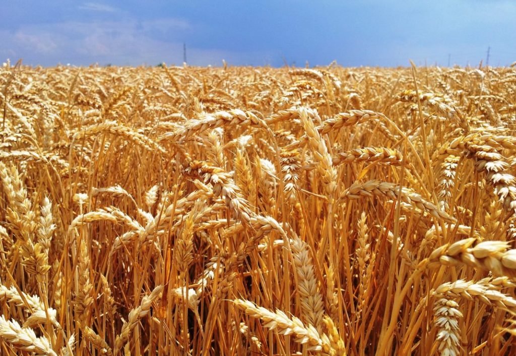 Agricultores inquietos por bajos precios de maíz y trigo