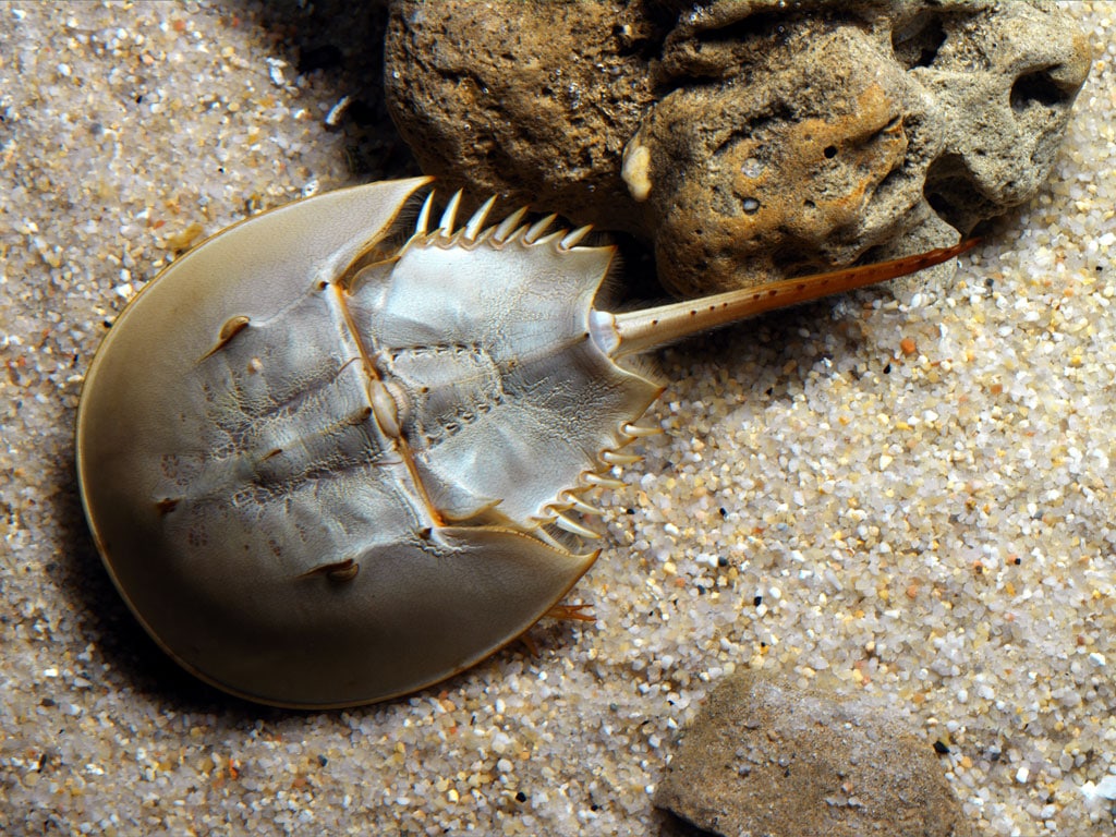 Cangrejo herradura del atlántico camina hacia su extinción -