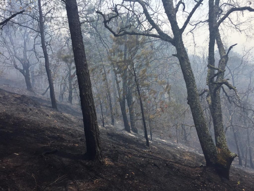 Se registran 87 incendios forestales activos 