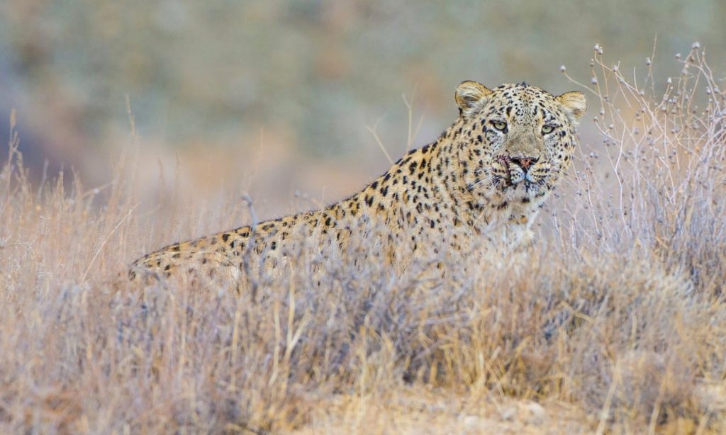 Última oportunidad para el majestuoso leopardo persa