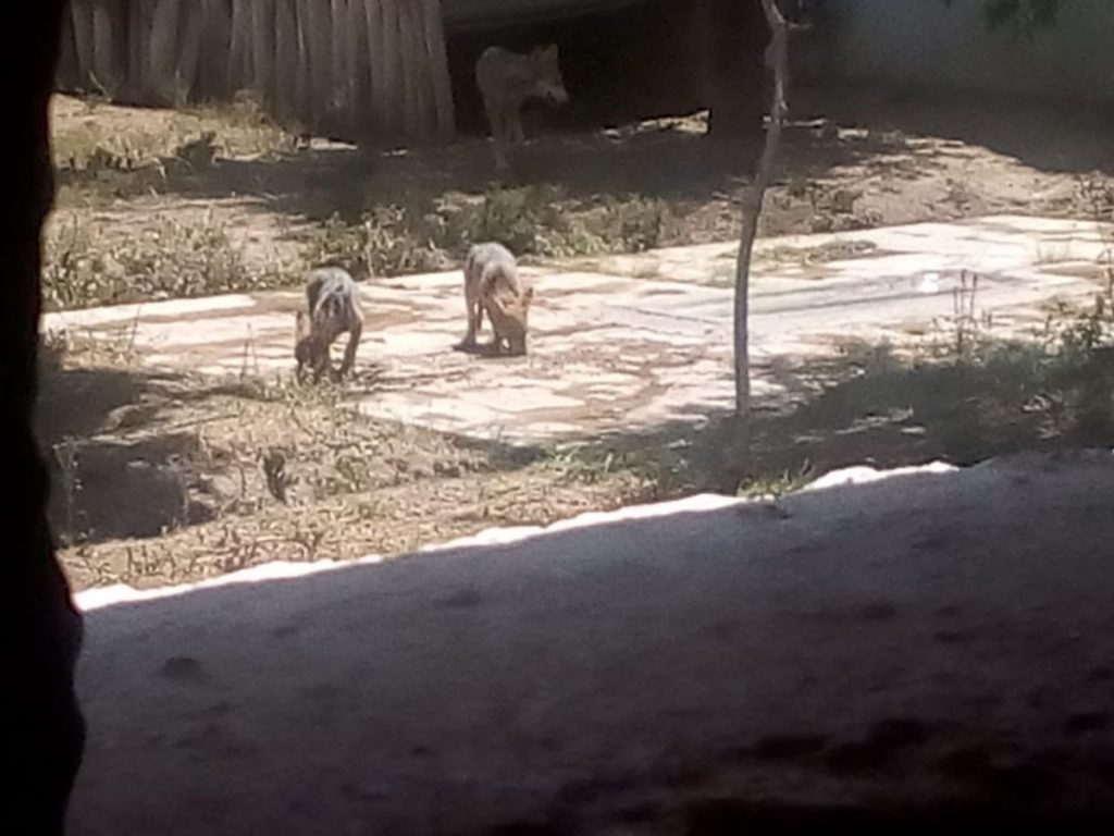 Nace camada de lobos mexicanos en Zoológico de San Juan de Aragón