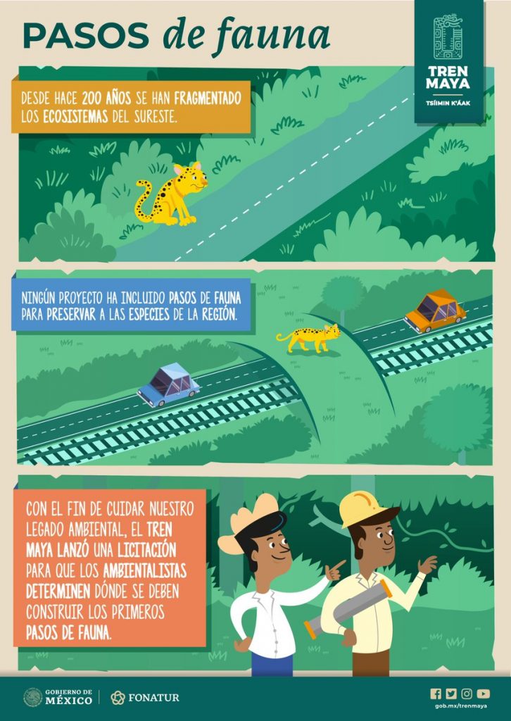 Resguardarán vida de jaguar con pasos de fauna en Tren Maya 