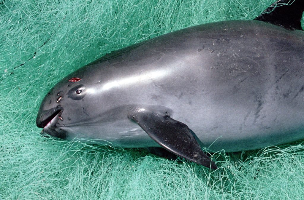 Incrementa la pesca ilegal en área de vaquita marina 