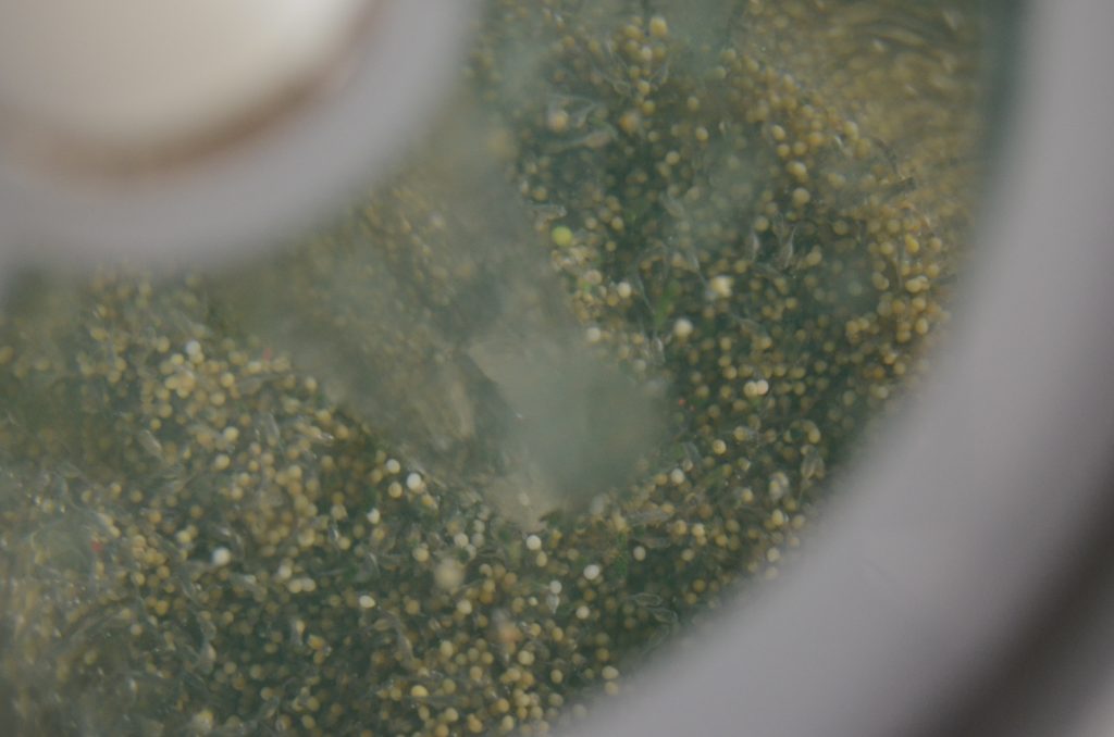 Siembra Conapesca un millón de crías de tilapia en la presa el Comedero