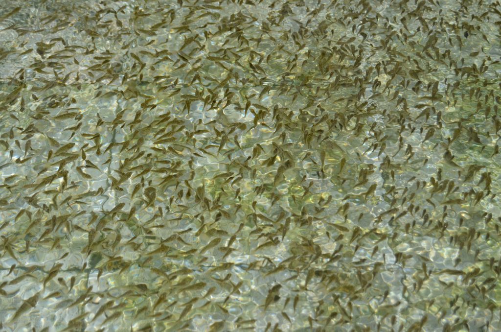 Siembra Conapesca un millón de crías de tilapia en la presa el Comedero